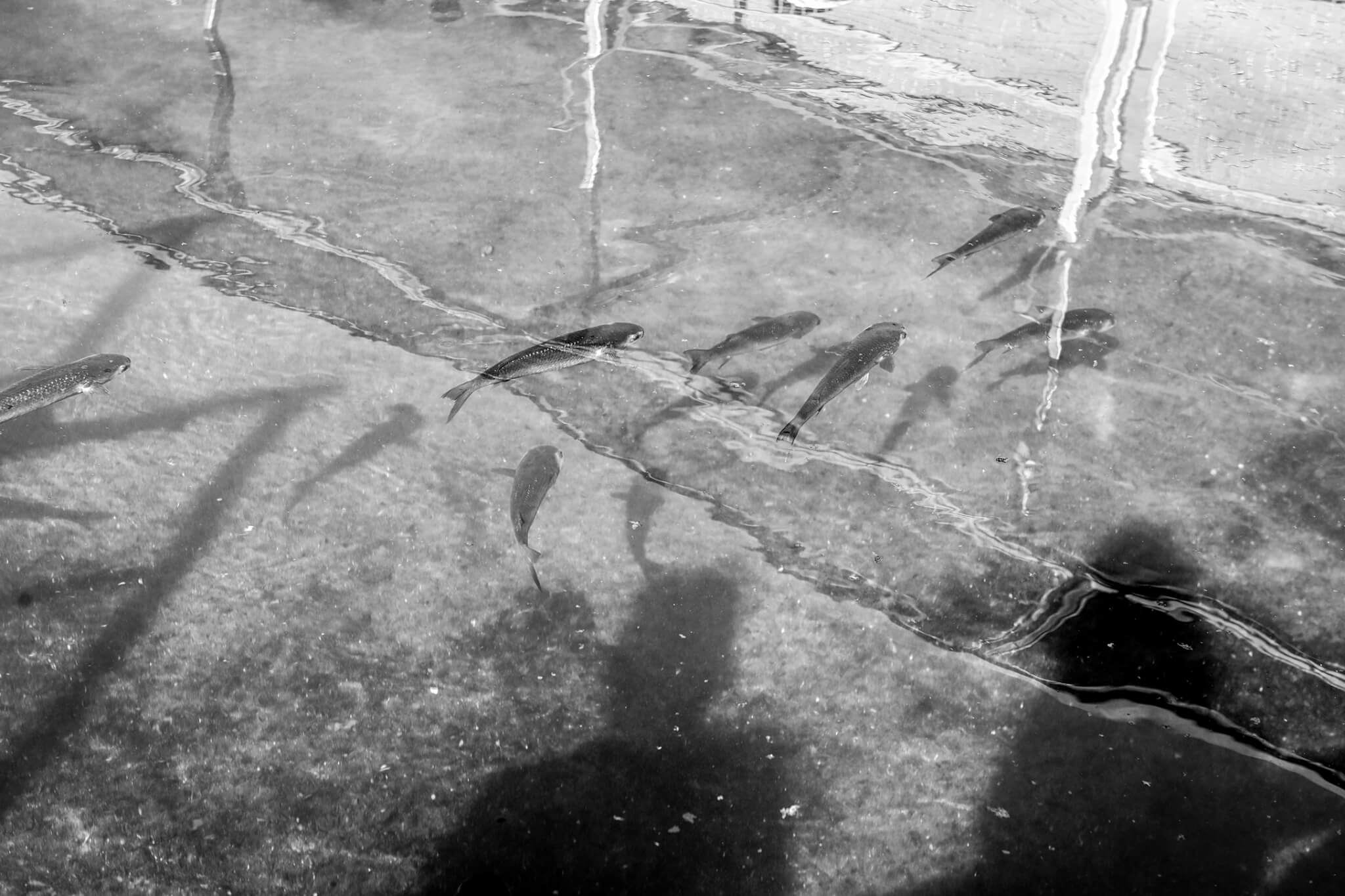 DSC_8202-Recovered-copy
